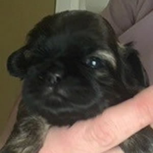 Black and brown female shih tzu.