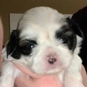 White with black and brown shots female Shih Tzu.