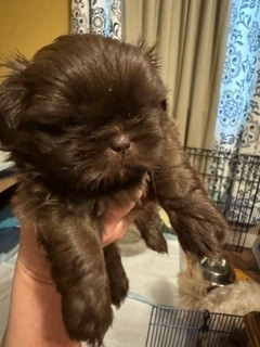 Male puppy, with a sweet face.